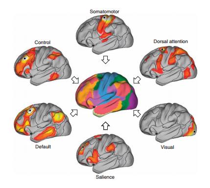 FcMRI networks.jpg