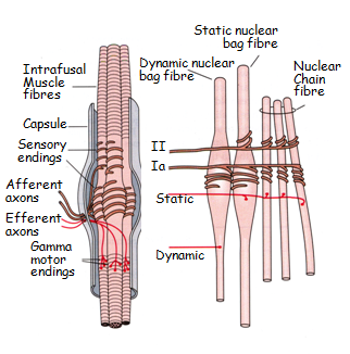 Spindle types.png