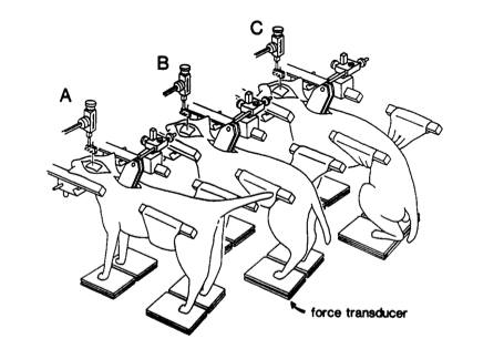 Cat3.jpg