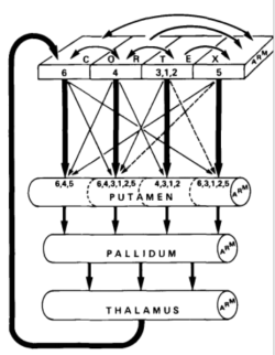 Basalgangliascheme.png