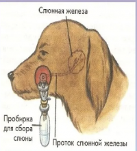 Фистула.png