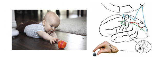 Reachgrasp2.png