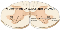 Pseudohomunculus.png